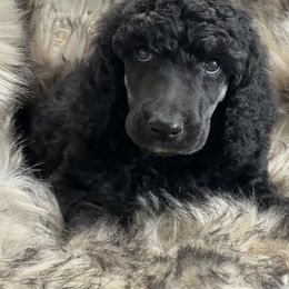 Mars - Poodle puppy in Bristol, Virginia from Schrute Farms Standard Poodles