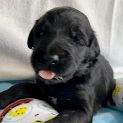 Bordoodle Puppies from Smarti Doodles