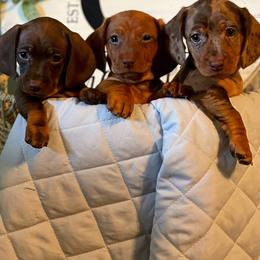 Dachshund Puppies from Honey Creek Doxies