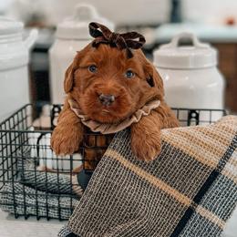 Thelma - Red  female Goldendoodle puppy in Iola, Texas from Supreme Doodles of Texas