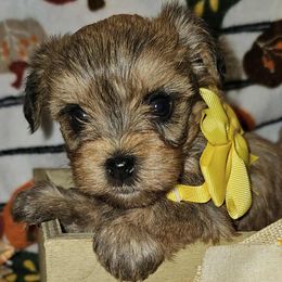 Yorkshire Terrier puppies from Granny's Poodles