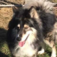 Galen - Native American Indian Dog