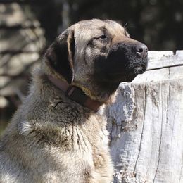 Anatolian Shepherd Dogs from Mountain Creek Anatolians