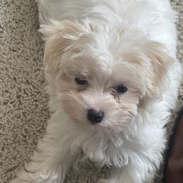 Assorted Doodle Crosses, Maltese, Maltipoos, Morkies, and Toy Australian Shepherds from 4R Aussies & Tiny Paws