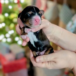 Dasher - Sable male Bernedoodle puppy in Beaumont, Texas from Joy's Dood Ranch
