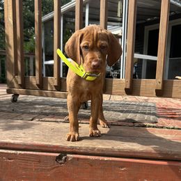 Female 2 - Golden rust female Vizsla puppy in Eagle, Wisconsin from Dzika Place Kennels