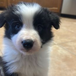 Lily - Black and white Border Collie puppy in Guffey, Colorado from Sunset Ridge