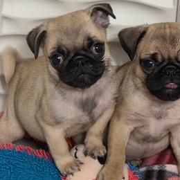 Mary - Fawn female Pug puppy in Olin, North Carolina from Piggy Pugs
