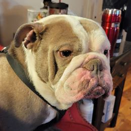 Remy - Bulldog