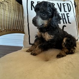 AKC Drill Bit - Phantom male Poodle puppy in Everton, Missouri from Lucky Dog Poodles