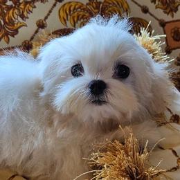 Maltese and Poodles from Maltese & poodle Lovers