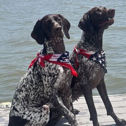 Rifle - German Shorthaired Pointer