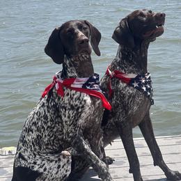 Rifle - German Shorthaired Pointer