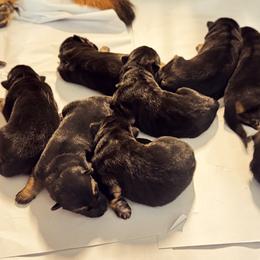 German Shepherd Puppies from vom Hermes German Shepherds