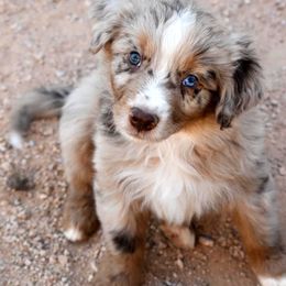 Australian Shepherd Puppies from Mott Ranch - Blazin' Sun Aussies