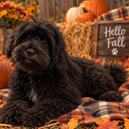 Astyn - Black male Cockapoo puppy in Lebanon, Kentucky from Mosaic Merle Doodles