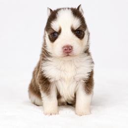 Pomsky Puppies from KY Pomsky Paws