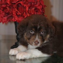 Australian Shepherd Puppies from Platinum Edition