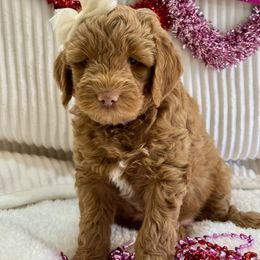 Goldendoodle Puppies from Gilbert Az Doodles