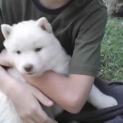 Siberian Husky Puppies from Siberian Songs