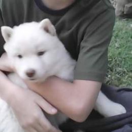 Siberian Husky Puppies from Siberian Songs