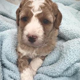 Blaze - Red  male Goldendoodle puppy in Kansas City, Kansas from Bella & Ivy’s Mini Goldendoodles of KC