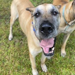 Arya - Fawn female Great Dane puppy in Scottsburg, Virginia from Virginia Great Danes