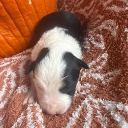 Don Diego - Black and white male Border Collie puppy in Mckinney, Texas from Border Collies of Ruidoso