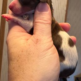 Lil guy - Piebald male Dachshund puppy in Roanoke, Alabama from Windsor’s Miniature Dachshunds