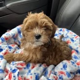 Assorted Doodle Crosses, Aussiedoodle, Australian Shepherd, Long Haired Weimaraner, Shihpoo, and Shih Tzu Puppies from Rockiń N Kennel