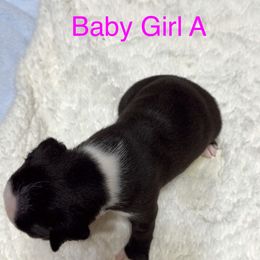 Boston Terrier Puppies from Candi's Boston Terriers