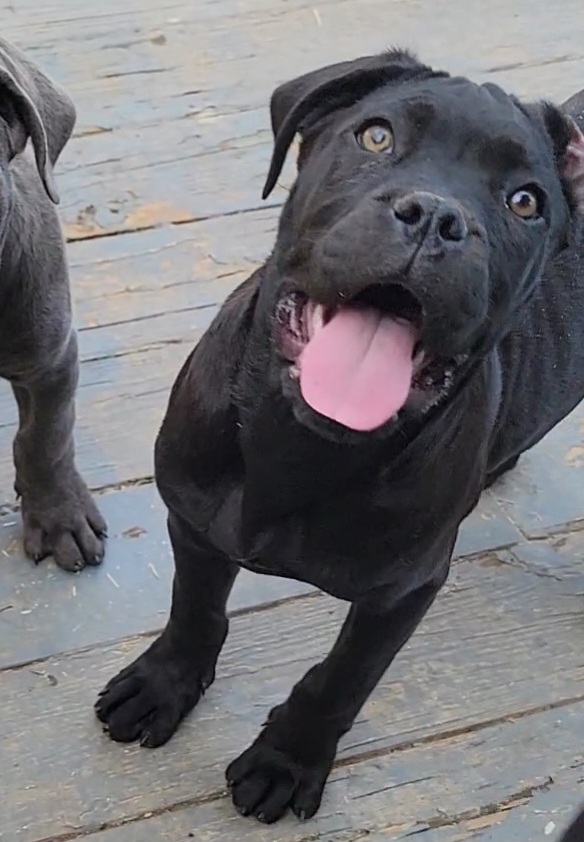 Cane Corso Puppies from Hardradas Dynasty Cane Corso