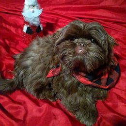 Shih Tzu Puppies from Socal Mother Of Shih Tzus