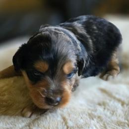 Rocker - Blue merle male Miniature Australian Shepherd puppy in Paris, Texas from Blue Envy Mini Aussies