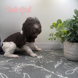 Girl 7 - Parti female Poodle puppy in Travelers Rest, South Carolina from Hampshire Hill’s Standard Poodles