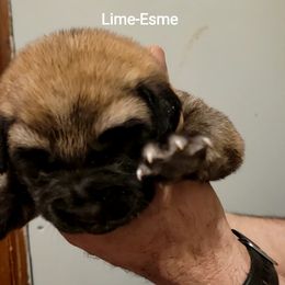 Esme - Wolfgray female Spanish Mastiff puppy in Prosperity, Pennsylvania from Prosperity Guardians