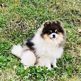 Yeti - Pomeranian