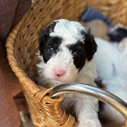 Lollipop - Black and white male Sheepadoodle puppy in Wharton, Texas from Little Fur Friends