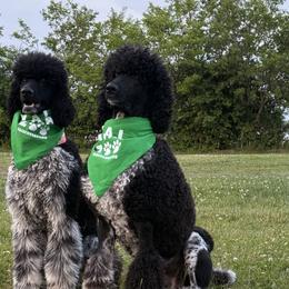 Poodles from HD Poodles