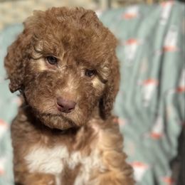 Myrtle - Brown and white female Saint Berdoodle puppy in Beach, North Dakota from Badland St. Berdoodles LLC