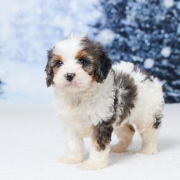 Axel - Merle male Cavapoo puppy in Apple Creek, Ohio from Grandeur Valley Puppies