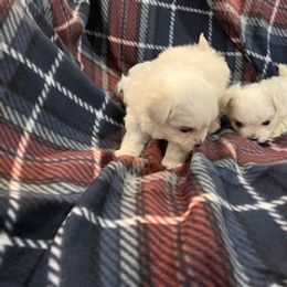 Maltese puppies from Johnny's Pets