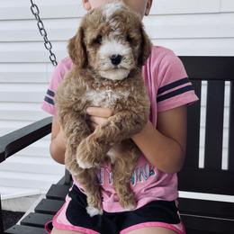 Goldendoodle Puppies from Martin’s Doodles