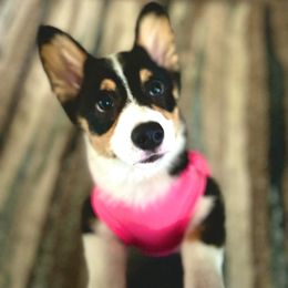 Pembroke Welsh Corgi Puppies from Loves Classic Corgis