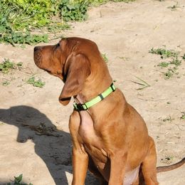 Redbone Coonhounds from Low Mountain Red Bones