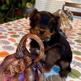 Charlie - Black and tan male Yorkshire Terrier puppy in Bakersfield, California from Yorkie To My Heart