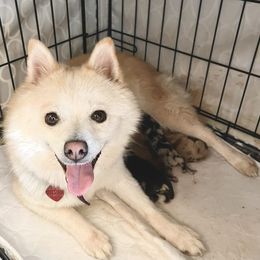 Mango - Pomeranian