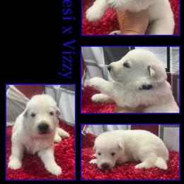 BLUEBERRY BOY - White male German Shepherd puppy in Apache Junction, Arizona from CS Vista Farms