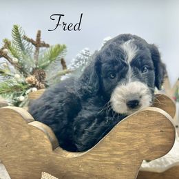 Fred - Black and white male Sheepadoodle puppy in Thornville, Ohio from Four Front Doodles & Friends