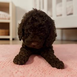 Brown girl - Brown female Poodle puppy in Oneida, Tennessee from Pippa’s Place Poodles
